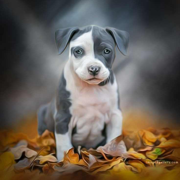 1100+ Dog Images Free Download | Cute Dog Pictures | 228 pictures of cute dogs and puppies -(20)