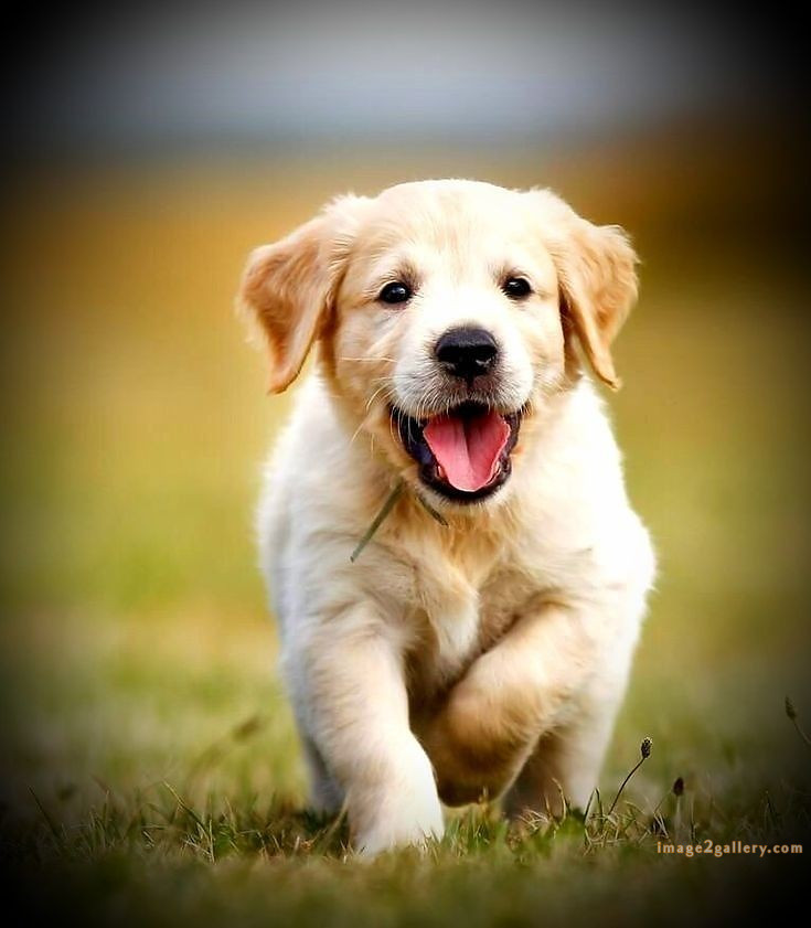 1100+ Dog Images Free Download | Cute Dog Pictures | 231 pictures of cute dogs and puppies -(24)