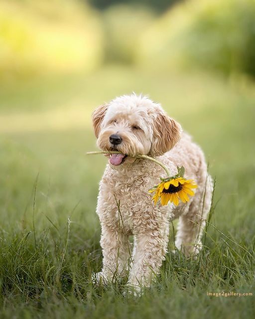 1100+ Dog Images Free Download | Cute Dog Pictures | 230 pictures of cute dogs and puppies -(25)