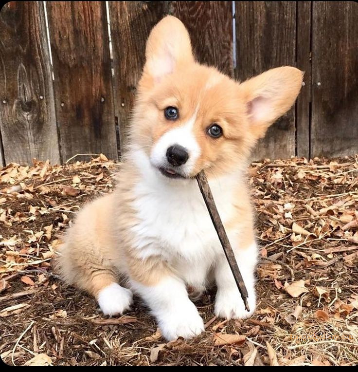 1100+ Dog Images Free Download | Cute Dog Pictures | 236 pictures of cute dogs and puppies -(26)