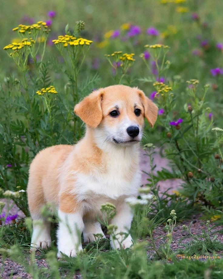 1100+ Dog Images Free Download | Cute Dog Pictures | 233 pictures of cute dogs and puppies -(27)
