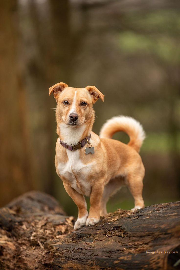 1100+ Dog Images Free Download | Cute Dog Pictures | 123 pictures of cute dogs and puppies -(3)