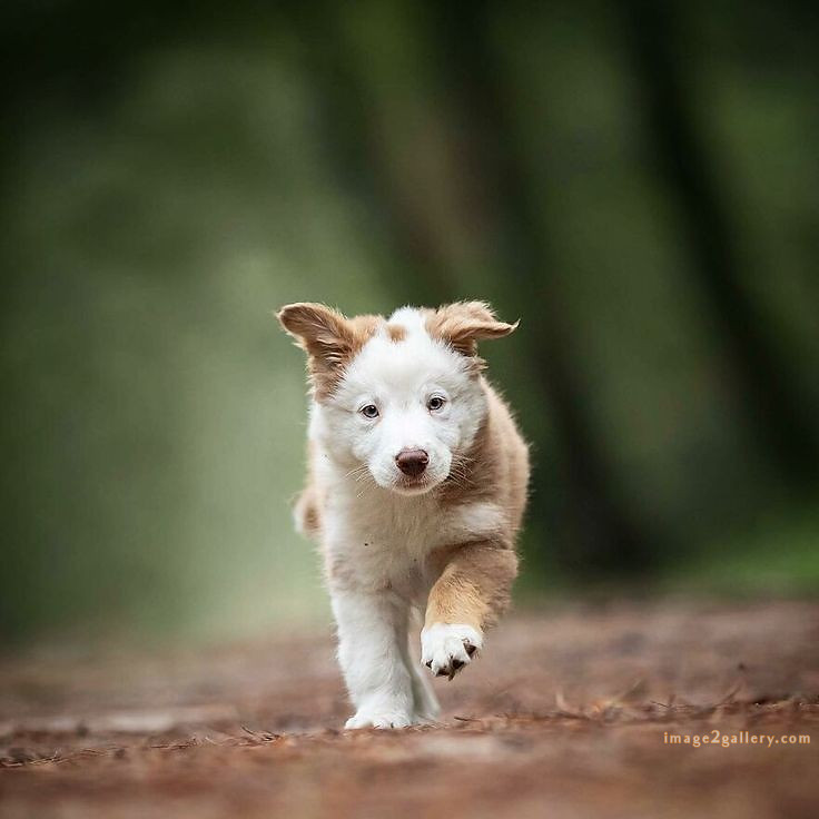 1100+ Dog Images Free Download | Cute Dog Pictures | 235 pictures of cute dogs and puppies -(29)