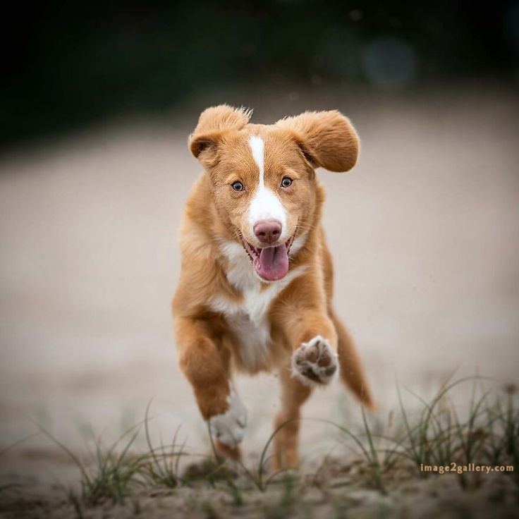1100+ Dog Images Free Download | Cute Dog Pictures | 69 pictures of cute dogs and puppies -(32)