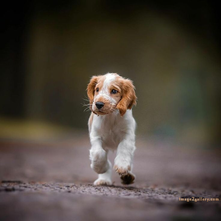 1100+ Dog Images Free Download | Cute Dog Pictures | 239 pictures of cute dogs and puppies -(33)