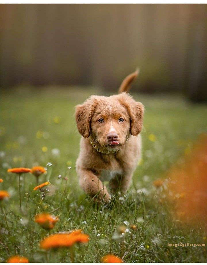 1100+ Dog Images Free Download | Cute Dog Pictures | 240 pictures of cute dogs and puppies -(34)