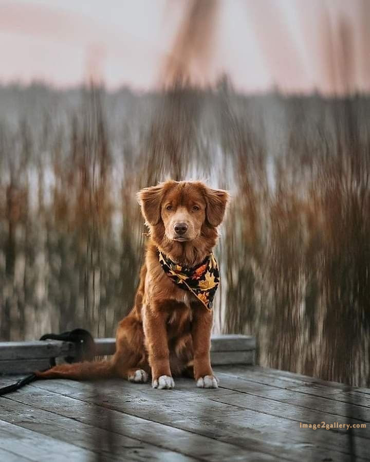 1100+ Dog Images Free Download | Cute Dog Pictures | 218 pictures of cute dogs and puppies -(4)