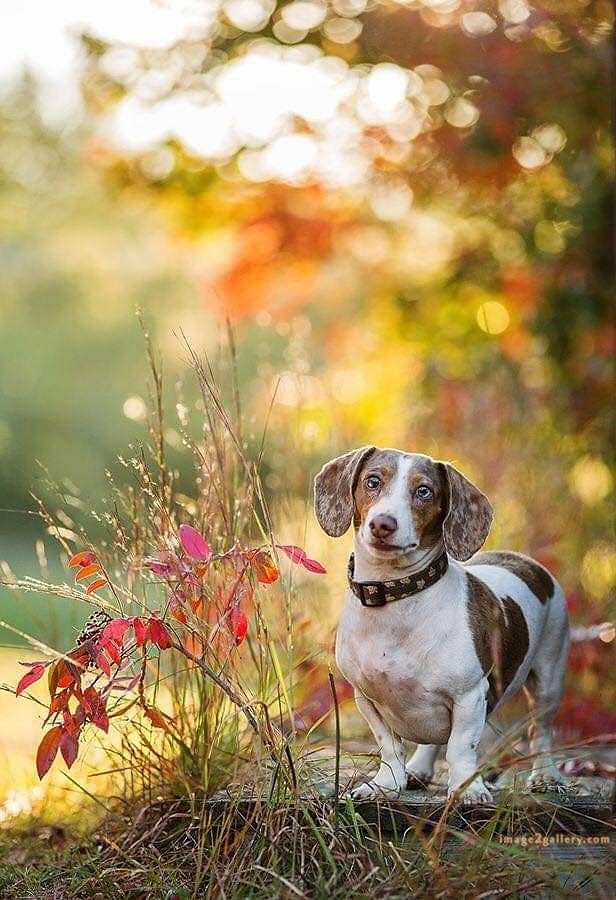 1100+ Dog Images Free Download | Cute Dog Pictures | 219 pictures of cute dogs and puppies -(5)