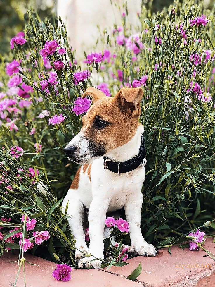 1100+ Dog Images Free Download | Cute Dog Pictures | 224 pictures of cute dogs and puppies -(6)
