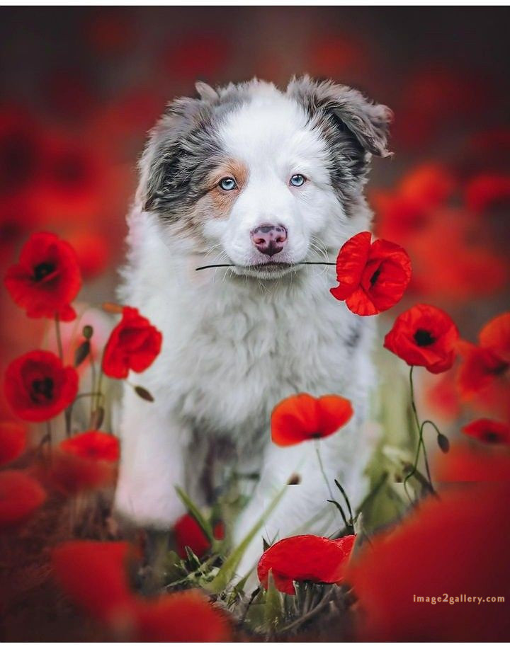 1100+ Dog Images Free Download | Cute Dog Pictures | 225 pictures of cute dogs and puppies -(7)