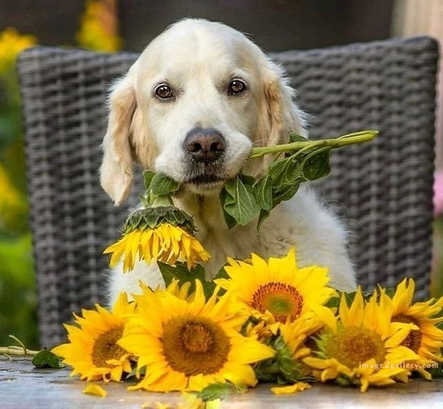 1100+ Dog Images Free Download | Cute Dog Pictures | 61 pictures of cute dogs and puppies -(8)