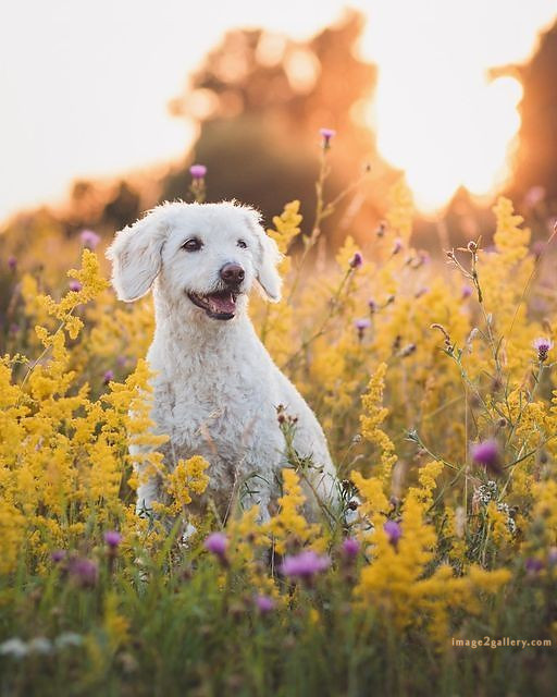 1100+ Dog Images Free Download | Cute Dog Pictures | 222 pictures of cute dogs and puppies -(9)