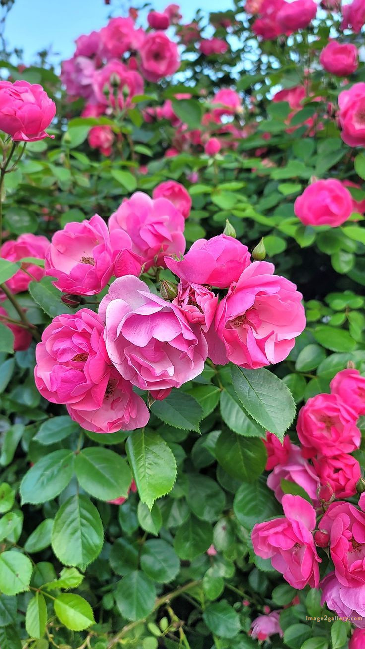 700+ Cute Flower Wallpaper Free Download | Beautiful Flowers Wallpapers for Mobile | 289 rose flower wallpaper -(10)