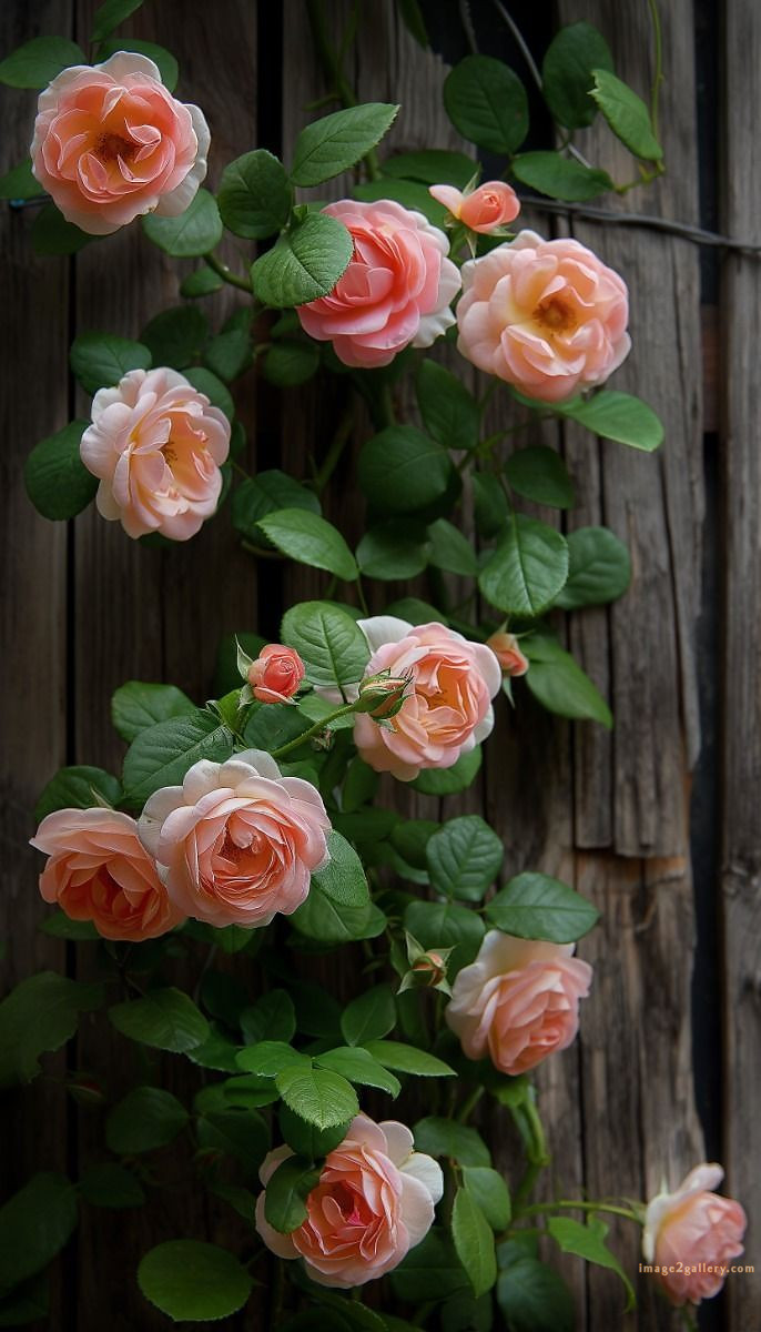 700+ Cute Flower Wallpaper Free Download | Beautiful Flowers Wallpapers for Mobile | 455 rose flower wallpaper -(13)