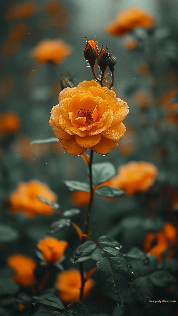 700+ Cute Flower Wallpaper Free Download | Beautiful Flowers Wallpapers for Mobile | 281 rose flower wallpaper -(2)