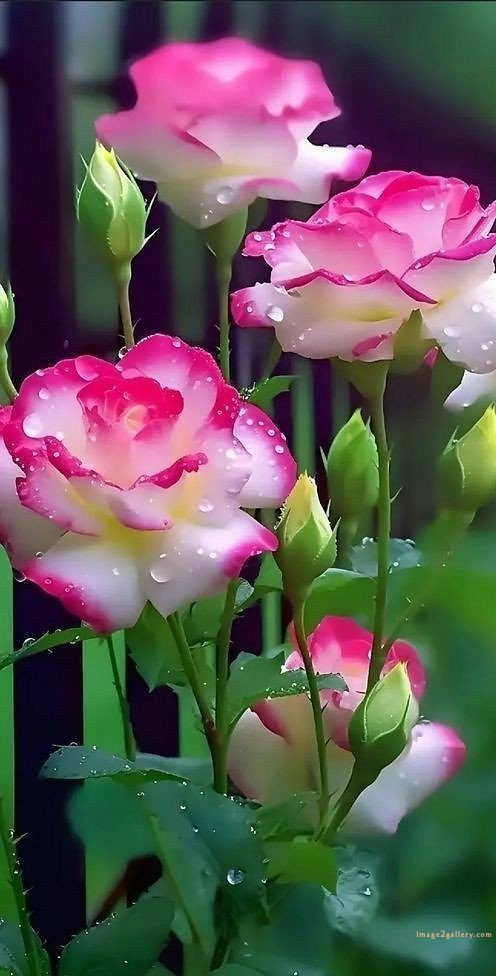 700+ Cute Flower Wallpaper Free Download | Beautiful Flowers Wallpapers for Mobile | 527 rose flower wallpaper -(6)