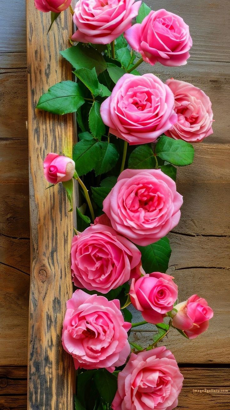 700+ Cute Flower Wallpaper Free Download | Beautiful Flowers Wallpapers for Mobile | 543 rose flower wallpaper free(2)