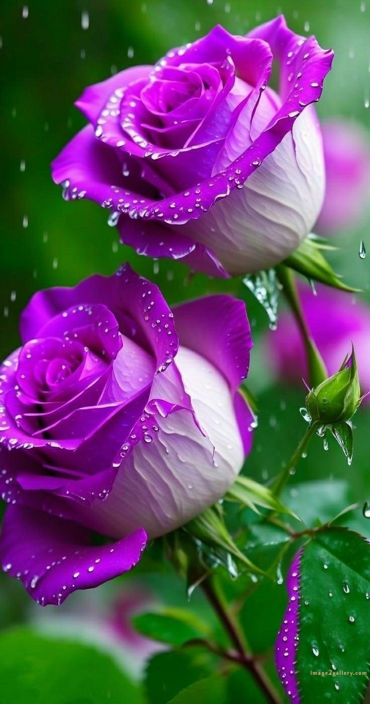 700+ Cute Flower Wallpaper Free Download | Beautiful Flowers Wallpapers for Mobile | 287 rose flower wallpaper iphone -(1)