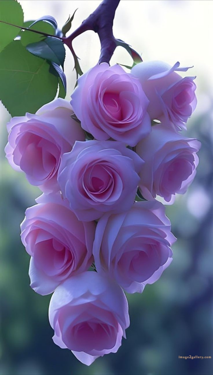700+ Cute Flower Wallpaper Free Download | Beautiful Flowers Wallpapers for Mobile | 437 rose flower wallpaper iphone -(11)