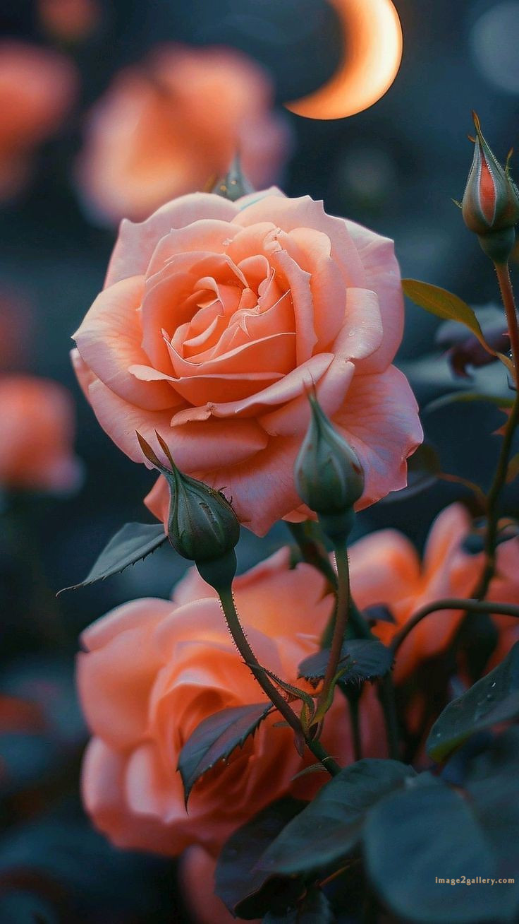 700+ Cute Flower Wallpaper Free Download | Beautiful Flowers Wallpapers for Mobile | 451 rose flower wallpaper iphone -(14)