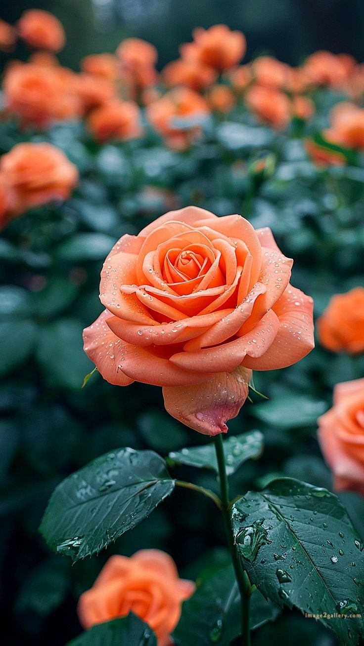 700+ Cute Flower Wallpaper Free Download | Beautiful Flowers Wallpapers for Mobile | 440 rose flower wallpaper iphone -(6)