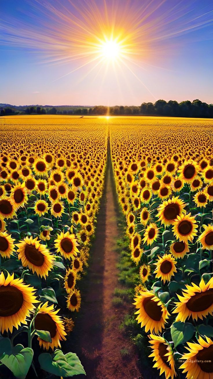 700+ Cute Flower Wallpaper Free Download | Beautiful Flowers Wallpapers for Mobile | 305 sunflower iphone wallpaper -(1)