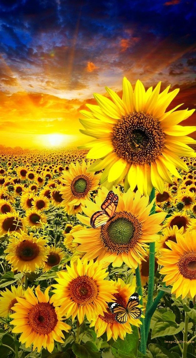 700+ Cute Flower Wallpaper Free Download | Beautiful Flowers Wallpapers for Mobile | 364 sunflower iphone wallpaper -2