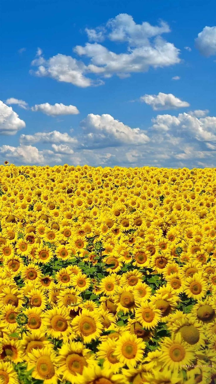 700+ Cute Flower Wallpaper Free Download | Beautiful Flowers Wallpapers for Mobile | 244 sunflower iphone wallpaper -(2)