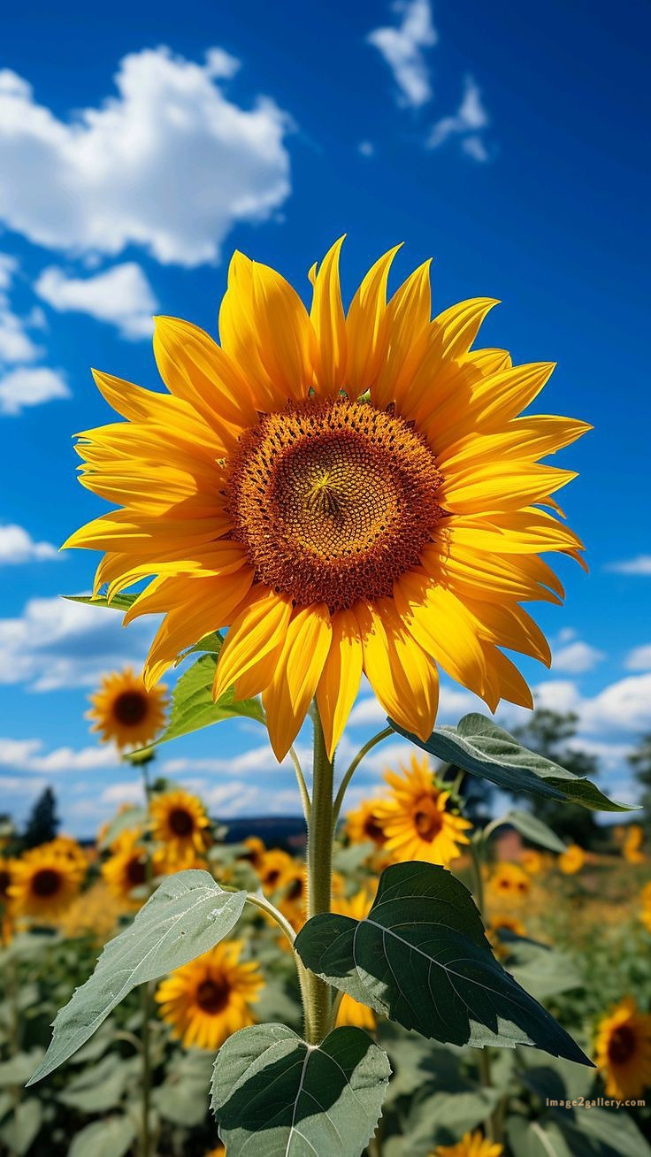 700+ Cute Flower Wallpaper Free Download | Beautiful Flowers Wallpapers for Mobile | 524 sunflower iphone wallpaper -2(10)