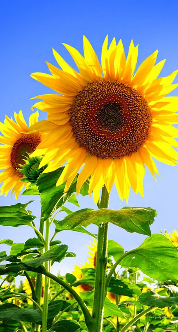 700+ Cute Flower Wallpaper Free Download | Beautiful Flowers Wallpapers for Mobile | 521 sunflower iphone wallpaper -2(11)
