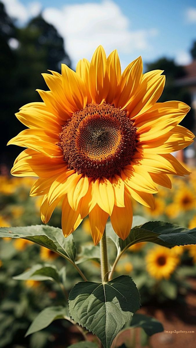 700+ Cute Flower Wallpaper Free Download | Beautiful Flowers Wallpapers for Mobile | 525 sunflower iphone wallpaper -2(12)
