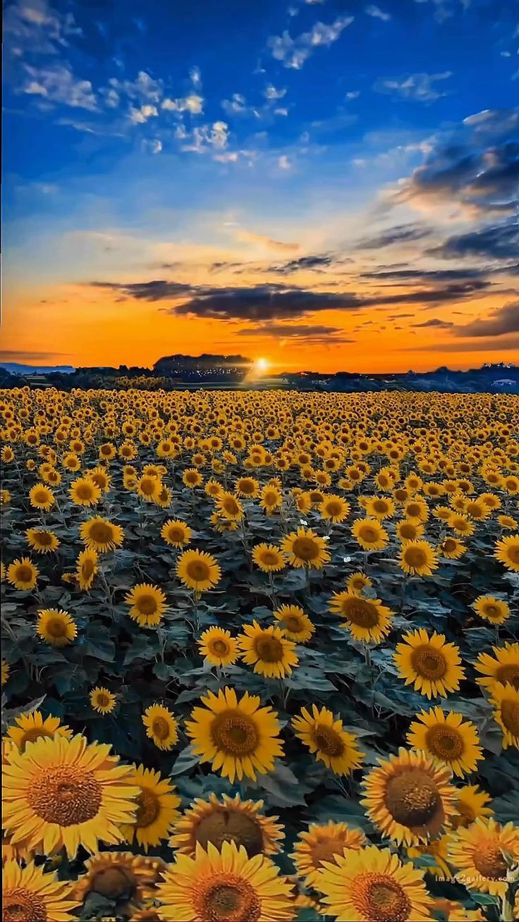 700+ Cute Flower Wallpaper Free Download | Beautiful Flowers Wallpapers for Mobile | 362 sunflower iphone wallpaper -2(2)