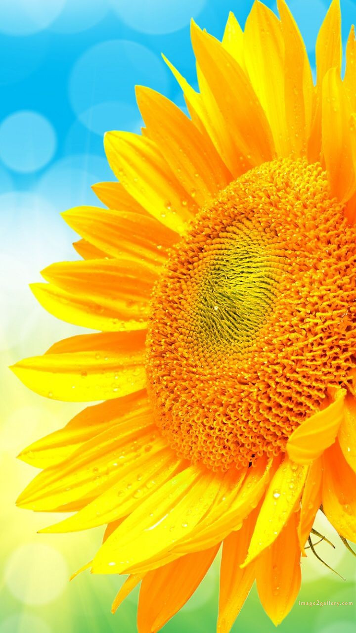 700+ Cute Flower Wallpaper Free Download | Beautiful Flowers Wallpapers for Mobile | 276 sunflower iphone wallpaper -2(3)