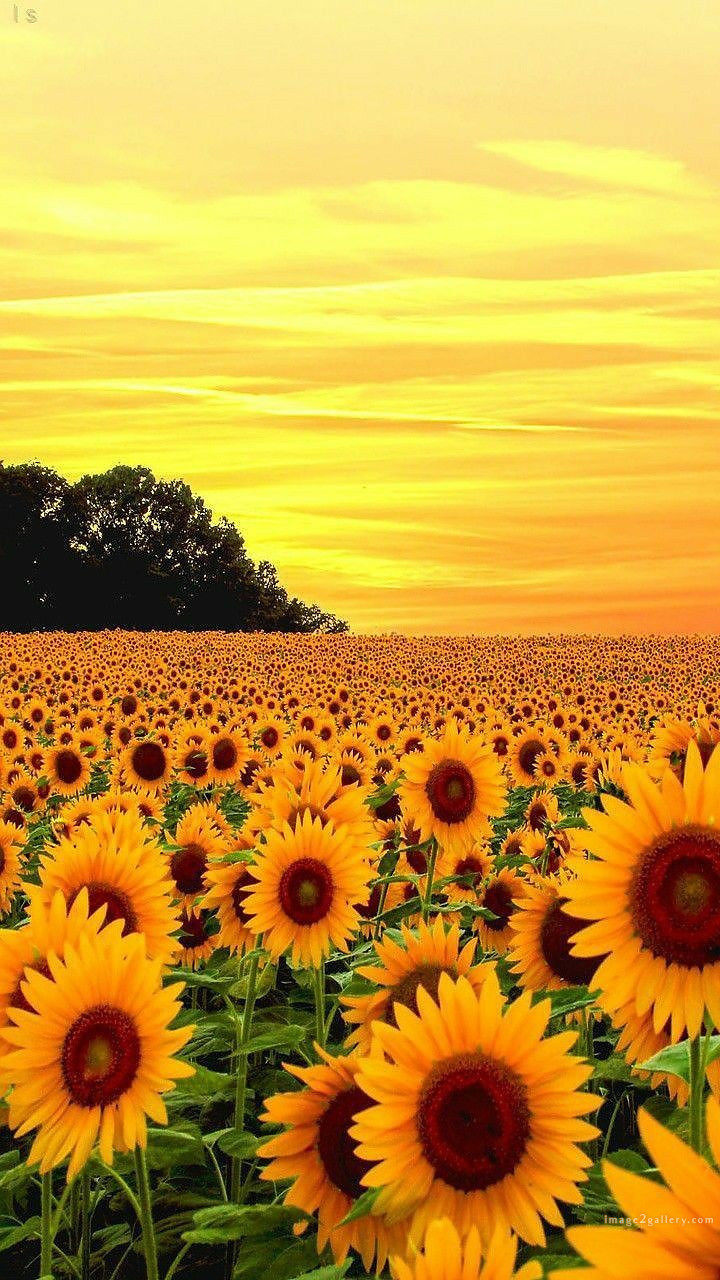 700+ Cute Flower Wallpaper Free Download | Beautiful Flowers Wallpapers for Mobile | 277 sunflower iphone wallpaper -2(4)
