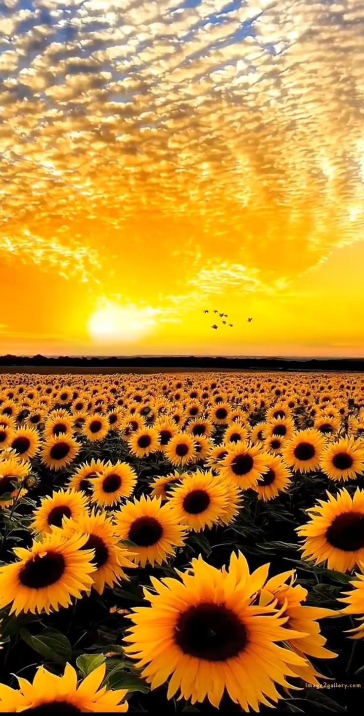 700+ Cute Flower Wallpaper Free Download | Beautiful Flowers Wallpapers for Mobile | 361 sunflower iphone wallpaper -2(5)