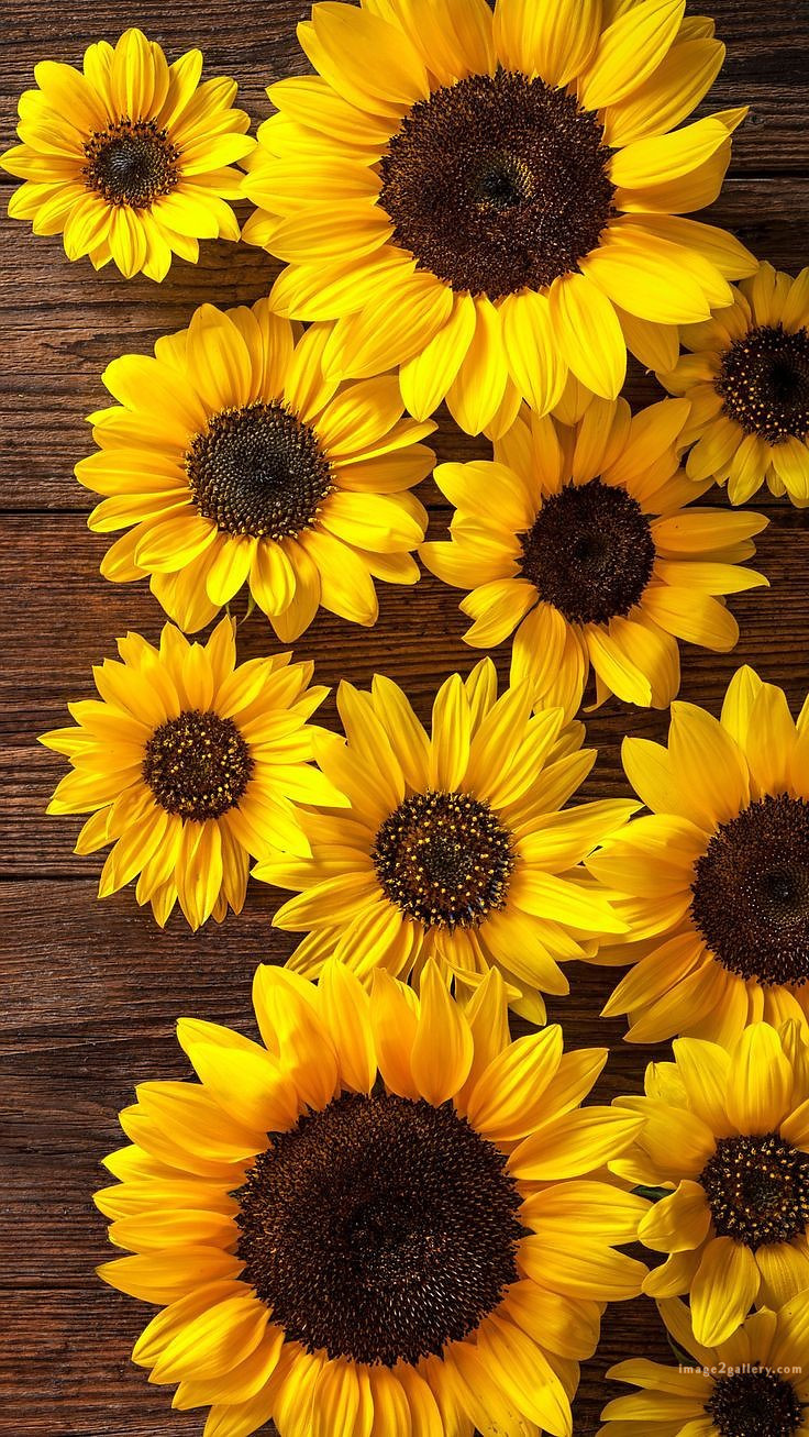 700+ Cute Flower Wallpaper Free Download | Beautiful Flowers Wallpapers for Mobile | 242 sunflower iphone wallpaper -2(7)