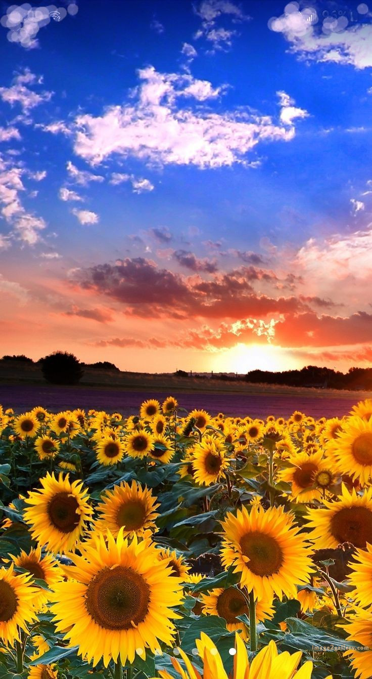 700+ Cute Flower Wallpaper Free Download | Beautiful Flowers Wallpapers for Mobile | 519 sunflower iphone wallpaper -2(8)