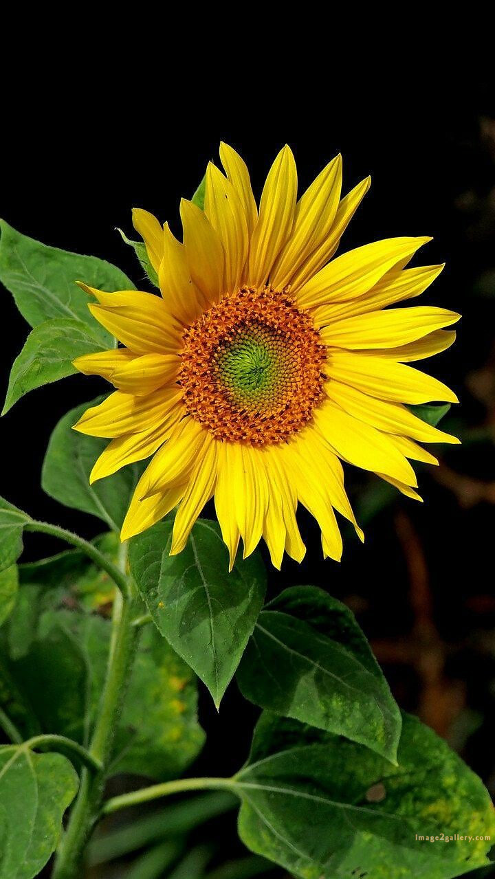 700+ Cute Flower Wallpaper Free Download | Beautiful Flowers Wallpapers for Mobile | 279 sunflower wallpaper for phone -(1)