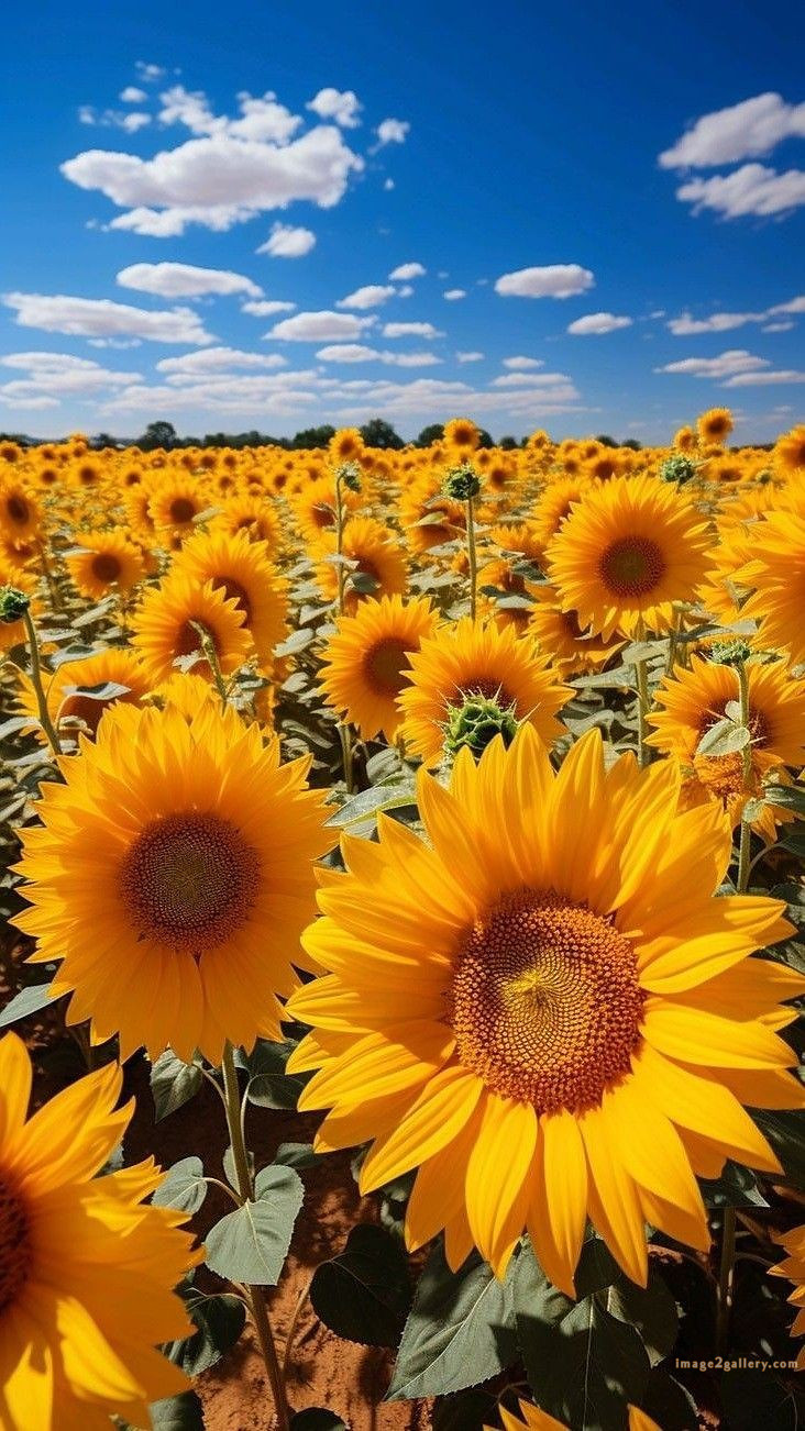 700+ Cute Flower Wallpaper Free Download | Beautiful Flowers Wallpapers for Mobile | 510 sunflower wallpaper for phone -(10)