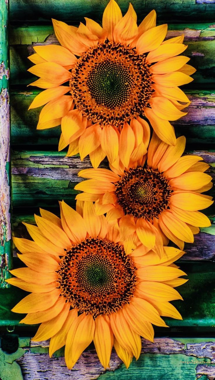 700+ Cute Flower Wallpaper Free Download | Beautiful Flowers Wallpapers for Mobile | 507 sunflower wallpaper for phone -(11)