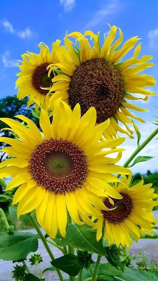 700+ Cute Flower Wallpaper Free Download | Beautiful Flowers Wallpapers for Mobile | 431 sunflower wallpaper for phone -(13)