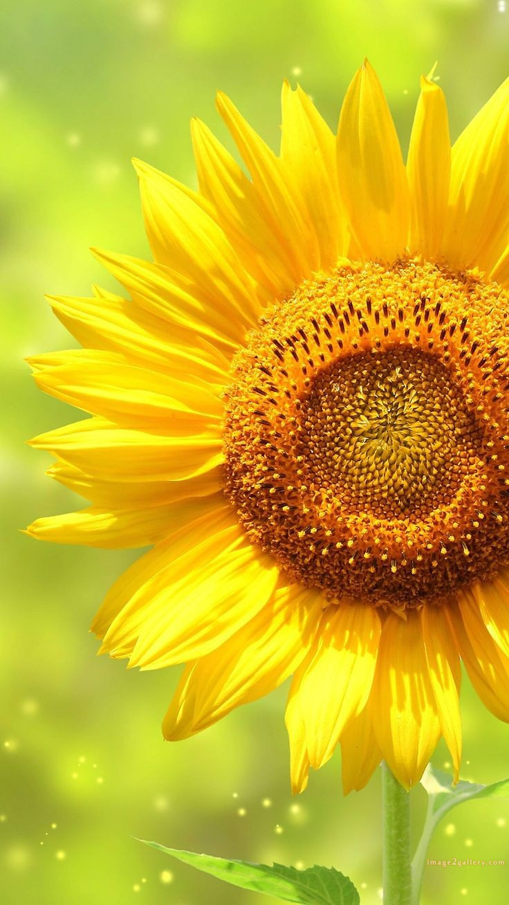 700+ Cute Flower Wallpaper Free Download | Beautiful Flowers Wallpapers for Mobile | 506 sunflower wallpaper for phone -(14)