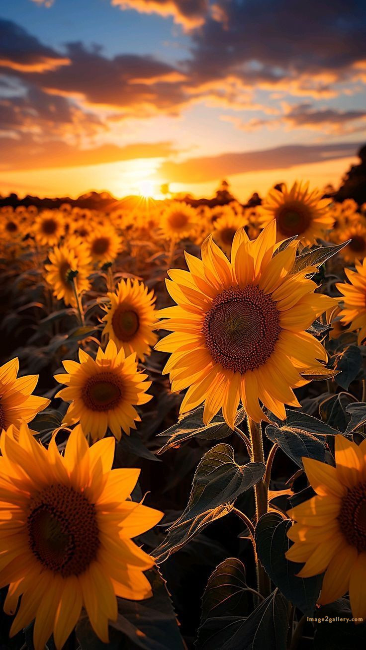 700+ Cute Flower Wallpaper Free Download | Beautiful Flowers Wallpapers for Mobile | 514 sunflower wallpaper for phone -(3)