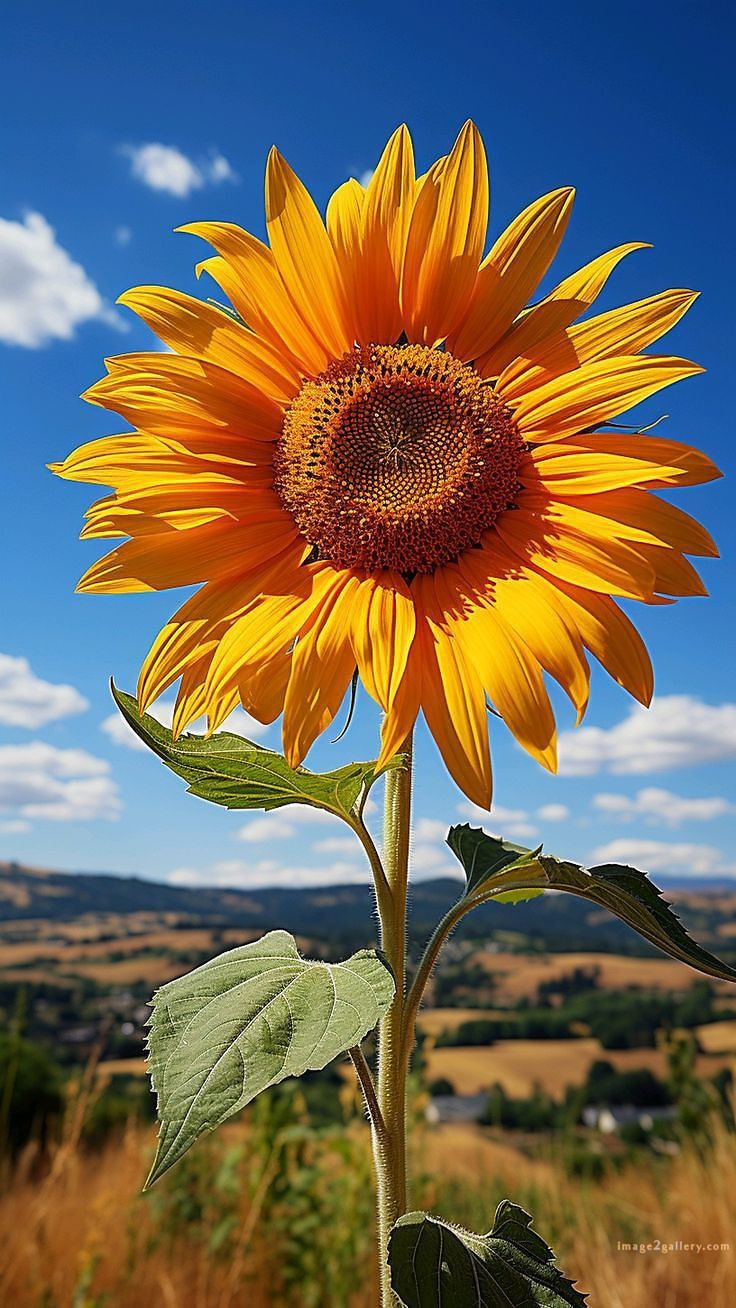 700+ Cute Flower Wallpaper Free Download | Beautiful Flowers Wallpapers for Mobile | 509 sunflower wallpaper for phone -(9)