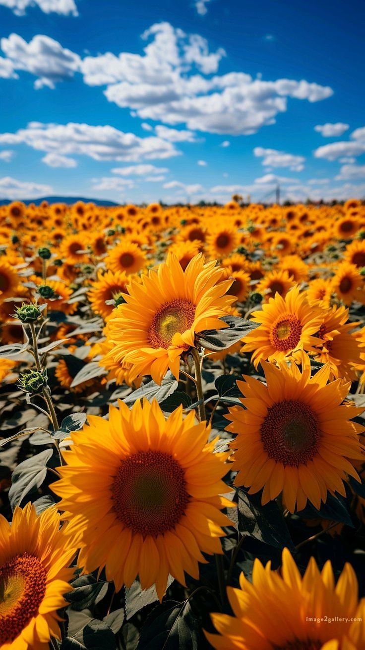 700+ Cute Flower Wallpaper Free Download | Beautiful Flowers Wallpapers for Mobile | 505 sunflower wallpaper hd -2(1)