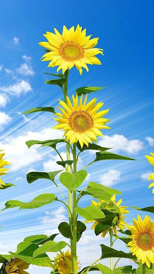 700+ Cute Flower Wallpaper Free Download | Beautiful Flowers Wallpapers for Mobile | 424 sunflower wallpaper hd -2(10)