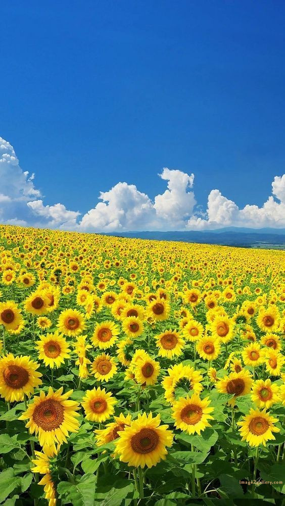 700+ Cute Flower Wallpaper Free Download | Beautiful Flowers Wallpapers for Mobile | 365 sunflower wallpaper hd -2(12)