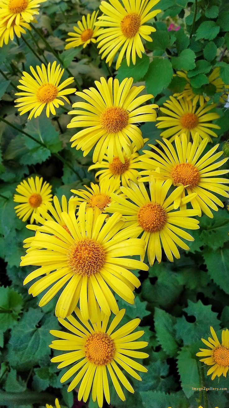 700+ Cute Flower Wallpaper Free Download | Beautiful Flowers Wallpapers for Mobile | 423 sunflower wallpaper hd -2(13)