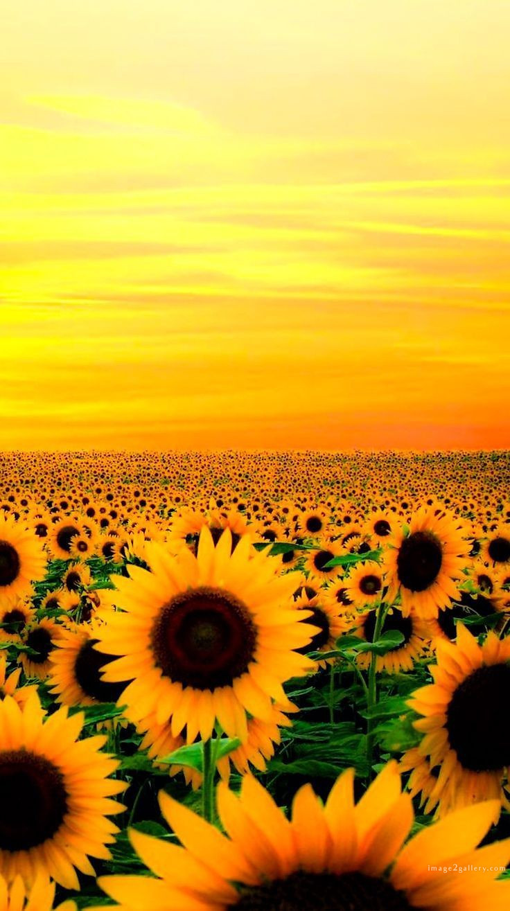700+ Cute Flower Wallpaper Free Download | Beautiful Flowers Wallpapers for Mobile | 502 sunflower wallpaper hd -2(3)
