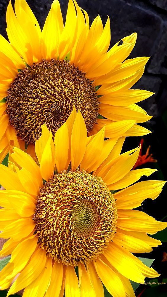 700+ Cute Flower Wallpaper Free Download | Beautiful Flowers Wallpapers for Mobile | 429 sunflower wallpaper hd -2(4)